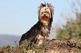 YORKSHIRE TERRIER 212